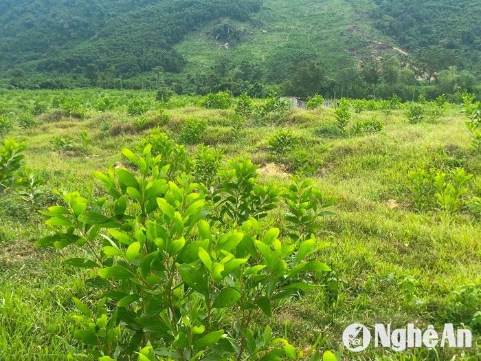 Một số diện tích đất khu tái định cư lâu nay bỏ hoang bị lấn chiếm trồng keo. Ảnh: Văn Trường