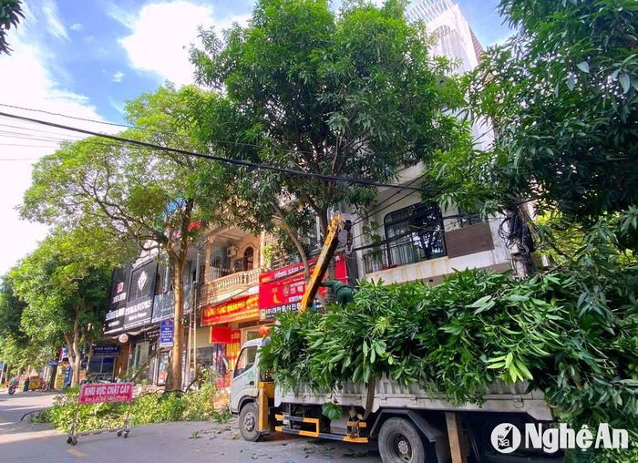 Lực lượng chức năng cắt tỉa cây xanh trên địa bàn TP. Vinh. Ảnh: Q.A