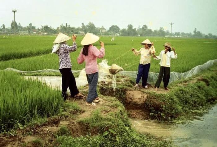 Bức ảnh này chụp 4 phụ nữ ở huyện Kim Thành, Hải Dương đang tát nước cho lúa Xuân cách đây hơn 30 năm, tháng 3/1993