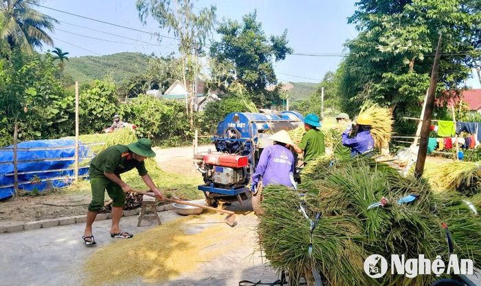 Công an xã Nghĩa Thọ (Nghĩa Đàn) giúp các hộ dân "neo người" thu hoạch lúa mùa. Ảnh: Mai Phượng