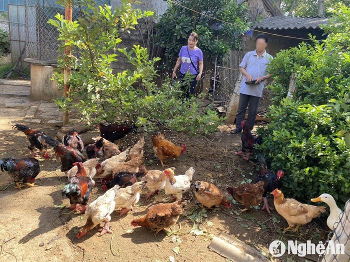 Chị Nguyễn Thị Mai - Chủ nhiệm CLB “Vòng tay nhân ái” ở xóm Bình Hạnh, xã Nghĩa Bình (Nghĩa Đàn) đến động viên gia đình anh Nguyễn Tr. (cả 2 vợ chồng bị nhiễm HIV) phát triển chăn nuôi, ổn định cuộc sống. Ảnh: Mai Phượng