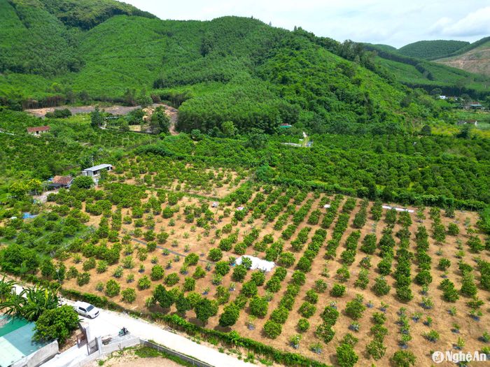 Toàn xã hiện có hơn 125 ha cam. Ảnh: Văn Trường