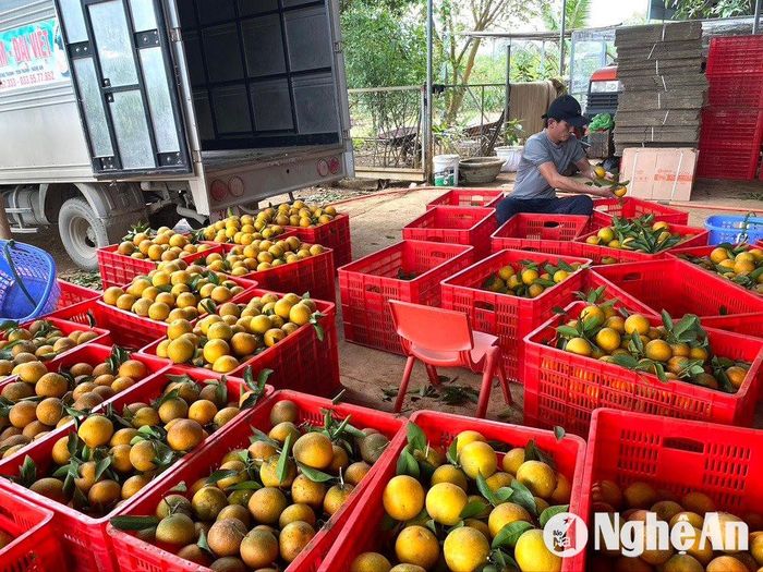 Nhiều hộ dân thu tiền tỷ mỗi năm từ trồng cam. Ảnh: Văn Trường