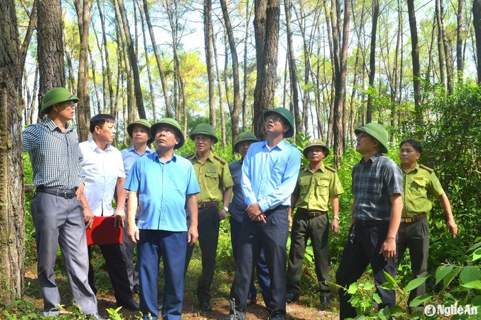 Đồng chí Nguyễn Văn Đệ - Phó Chủ tịch UBND tỉnh làm trưởng đoàn kiểm tra công tác phòng chống sâu róm hại thông tại xã Đồng Thành, huyện Yên Thành. Ảnh: Văn Trường