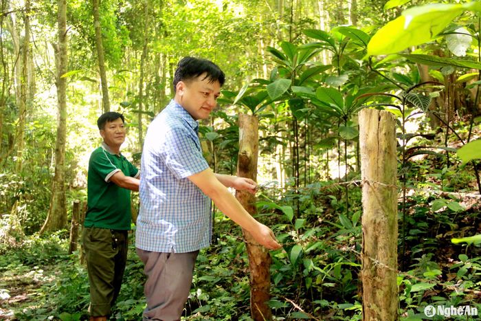Người dân bản Cọc, xã Yên Hòa làm hàng rào bảo vệ vườn cây dược liệu trồng dưới tán rừng. Ảnh: Xuân Hoàng