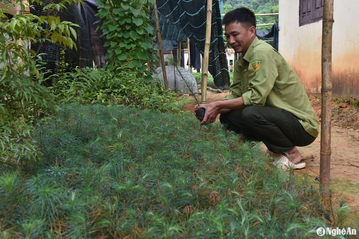 Khu bảo tồn thiên nhiên Pù Hoạt nhân giống cây samu dầu quý hiếm hỗ trợ người dân trồng rừng. Ảnh: Hoài Thu