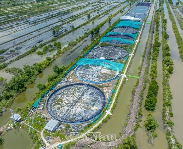 Tại vùng đồng bào dân tộc Khmer ở huyện Ðầm Dơi, ngoài nuôi tôm sinh thái, nhiều hộ dân đầu tư phát triển mô hình nuôi tôm công nghệ cao. (Trong ảnh: Mô hình nuôi tôm công nghiệp tại ấp Hiệp Hoà Tây, xã Ngọc Chánh).