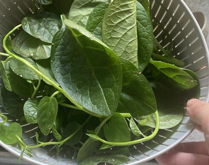 Ăn quá nhiều rau mồng tơi có thể làm tăng nguy cơ sỏi thận. Ảnh minh họa: N.P