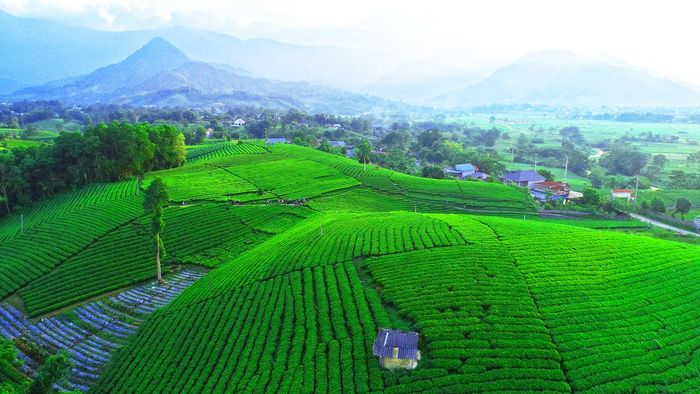 Những đồi chè xanh bạt ngàn tại xã Bản Ngoại, huyện Đại Từ, Thái Nguyên là một trong những nơi cung cấp nguyên liệu để sản xuất Trà Xanh Không Độ.