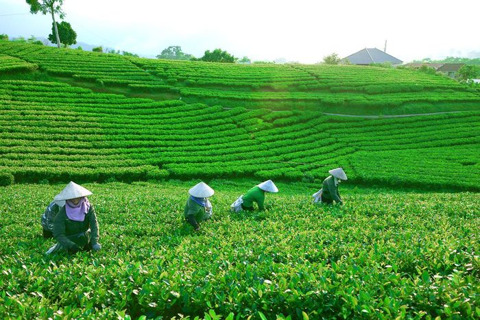 Theo ước tính của bà Trần Thị Thu Hiền, Giám đốc Hợp tác xã chè Thu Hiền (xã Khe Mo, huyện Đồng Hỷ, tỉnh Thái Nguyên), thu nhập của mỗi người dân đều đặn từ 9-12 triệu đồng/tháng. Có hộ gia đình thu nhập trung bình khoảng 40 triệu đồng/tháng nhờ cung cấp nguyên liệu để sản xuất Trà Xanh Không Độ.