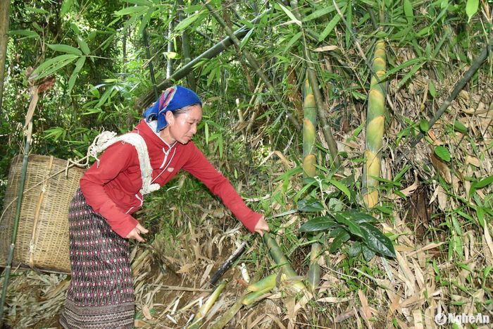 Để giữ sinh kế bền vững, người dân địa phương luôn ý thức và có phương án bảo vệ rừng, tuân thủ quy ước chung là không thả trâu bò vào khu vực có măng rừng. Ngoài ra, khi hái măng không được hái tận diệt, mỗi bụi măng phải trừ lại 2-3 búp để tạo điều kiện cho măng phát triển thành cây, tiếp tục sinh trưởng ở những lứa sau. Ảnh: Thanh Phúc