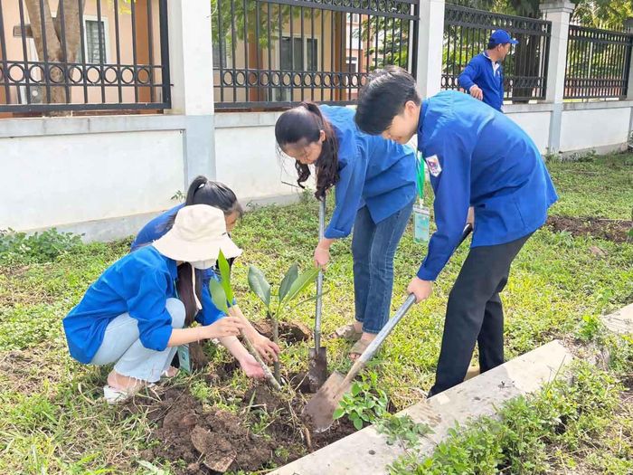 Sinh viên Nghệ An phủ xanh hoa Chăm Pa – Quốc hoa của nước bạn Lào tại các tuyến đường của thành phố Phonsavan, nước bạn Lào. Ảnh: Đội Tình nguyện Đại học Vinh cung cấp