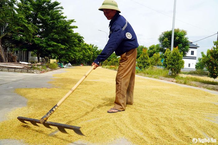 Lúa hè thu năm nay hạt đẹp, giá bán tăng cao. Ảnh: Phú Hương