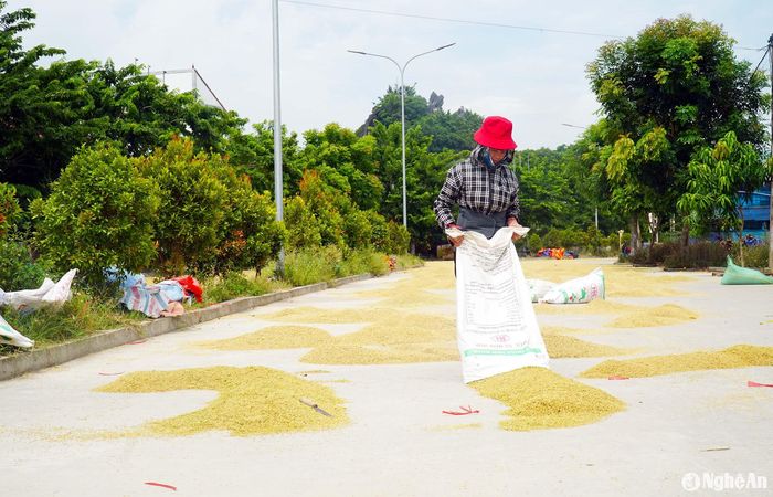 Vụ hè thu năm nay, không chỉ được mùa mà lúa còn được giá, dễ bán. Ảnh: Phú Hương