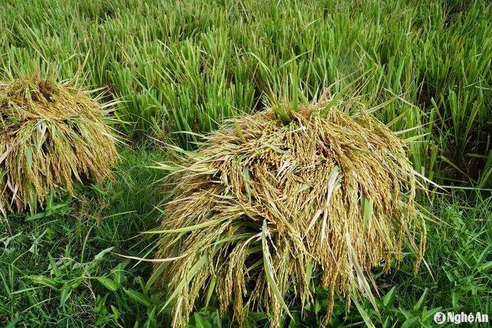 Lúa hè thu năm nay được đánh giá được mùa. Ảnh: Phú Hương