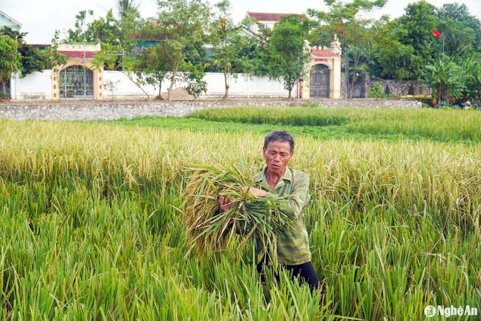 Nông dân huyện Diễn Châu thu hoạch lúa hè thu chạy lụt. Ảnh: Phú Hương