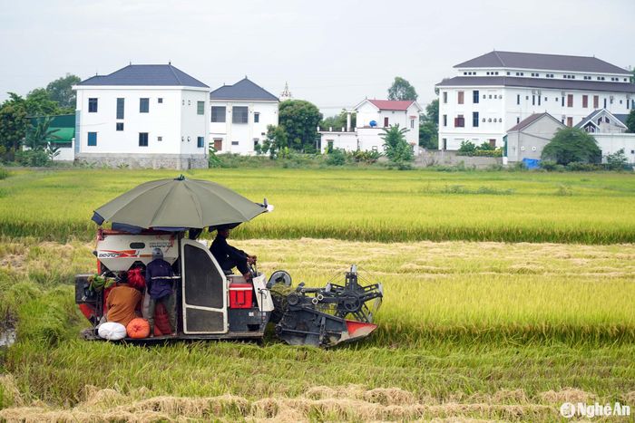 Thu hoạch lúa tại huyện Yên Thành. Ảnh: Phú Hương