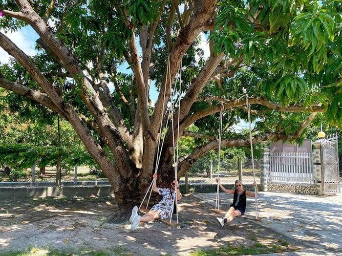 Chơi xích đu với gốc cây cổ thụ.