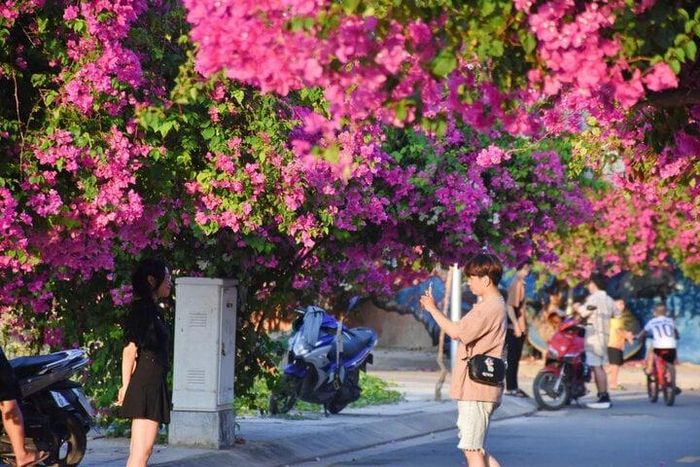 Du khách chụp hình với giàn hoa giấy.