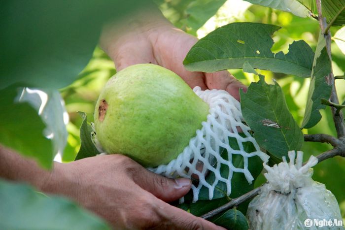 Mỗi quả ổi được bọc trong túi lưới, nên vỏ căng sáng bóng. Ảnh: Xuân Hoàng