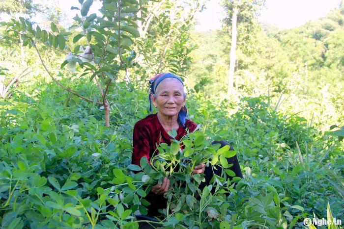 Dưới tán ổi, gia đình con trai bà Lương Thị Mai là anh Ngân Văn Mão quanh năm trồng các loại cây ngắn ngày là cây họ đậu và rau màu, nhằm "lấy ngắn nuôi dài". Ảnh: Xuân Hoàng