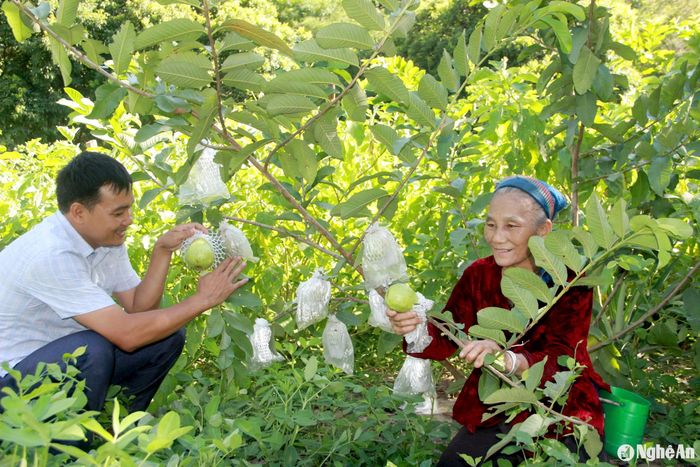 Năm nay, mô hình ổi lê Đài Loan của hộ anh Ngân Văn Mão mới ra quả bói, nên số lượng quả chưa được nhiều, hy vọng sang năm sẽ sai quả hơn. Ảnh: Quang An