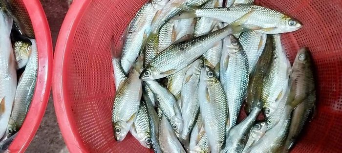 Đặc sản cá mát được nhiều địa phương vùng cao xứ Nghệ bảo vệ, chỉ được đánh bắt vào các dịp đặc biệt của thôn, bản. Dịp này, người dân được khai thác cá mát ở những đoạn sông, suối được cộng đồng bảo vệ nghiêm ngặt, cá kích thước to, số lượng nhiều và cũng là mặt hàng được ưa chuộng ở các phiên chợ. Ảnh: H.T