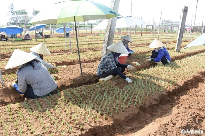Gia đình ông Sự khẩn trương di dời hành lên vùng cao hơn. Ảnh: T.P