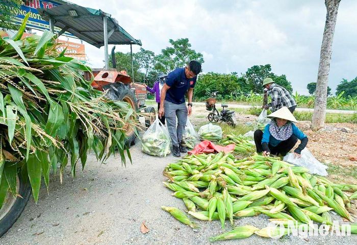 Nông dân Nam Đàn thu hoạch ngô nếp bán cho thương lái. Ảnh: T.P