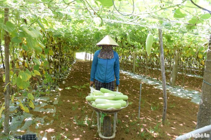 Bà Nguyễn Thị Hà, xã Quỳnh Liên thu hoạch bầu. Ảnh: T.P