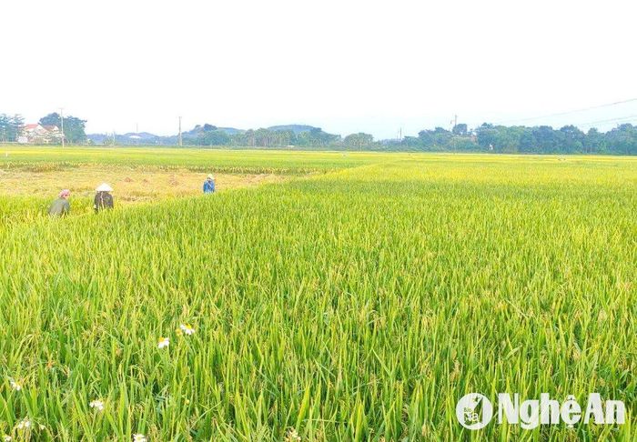 Nhiều diện tích lúa chưa chín hẳn nhưng người dân vẫn quyết định thu hoạch chạy bão với phương châm "xanh nhà hơn già đồng". Ảnh: T.P