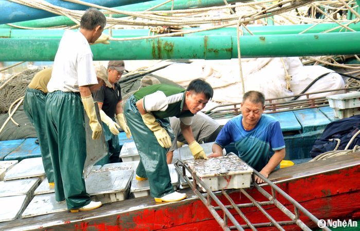 Ngư dân hối hả vận chuyển hải sản từ tàu thuyền vào khu vực cảng cá. Ảnh: Xuân Hoàng