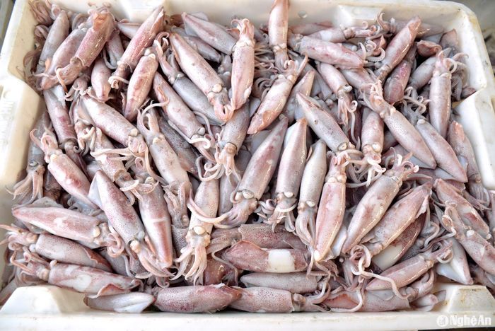 Mực tươi được luộc ngay trên thuyền được thương lái thu mua với giá cao nhất hiện nay, từ 120.000 đến 135.000 đồng/kg. Ảnh: Xuân Hoàng