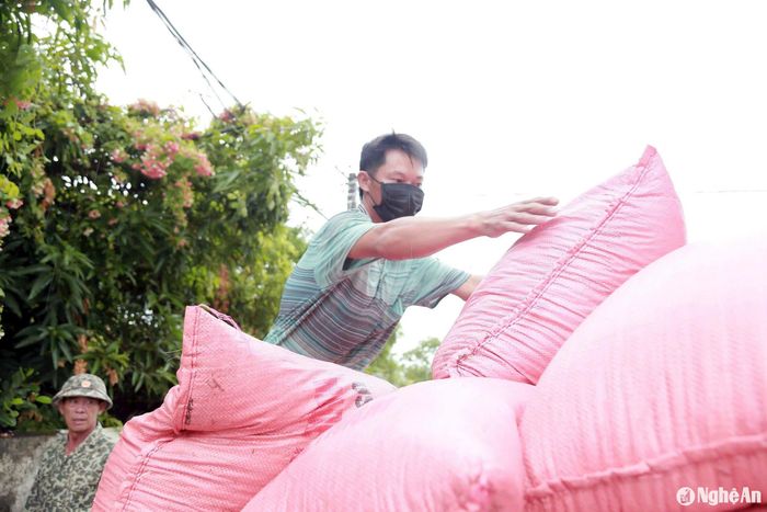 Lúa được bốc dỡ, vận chuyển đi bảo quản. Ảnh: Phú Hương