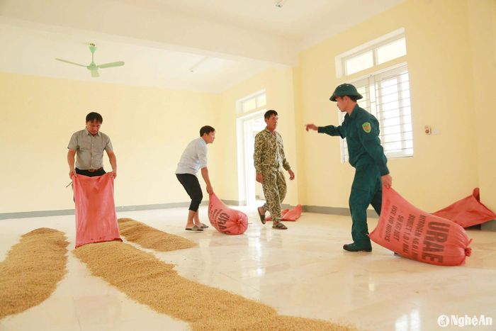 Lúa mới gặt về được rải đều, phơi trong thời gian chờ doanh nghiệp thu mua. Ảnh: Phú Hương