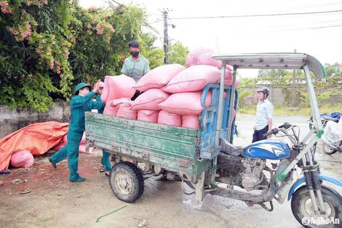 Các lực lượng của xã Hưng Tây vận chuyển lúa về phơi tại trường học, UBND xã. Ảnh: Phú Hương