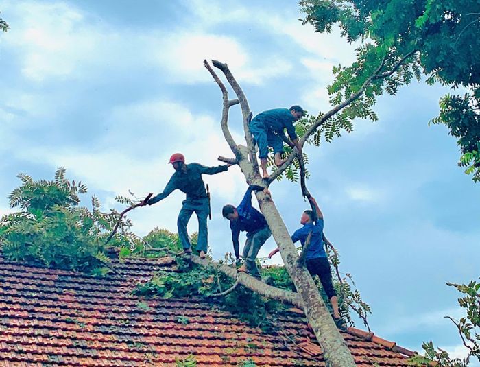 Cán bộ, chiến sĩ Ban Chỉ huy Quân sự huyện Quế Phong phối hợp với các lực lượng giúp đỡ gia đình bà Lê Thị Lý ở xóm Hải Lâm, xã Mường Nọc dọn dẹp cây đổ sập lên nhà. Ảnh: Trọng Kiên