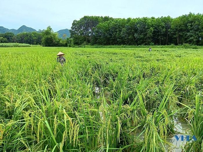 Nông dân xã Ngọc Phụng khẩn trương buộc, dựng diện tích lúa bị ngã, đổ do ảnh hưởng cơn bão số 3.
