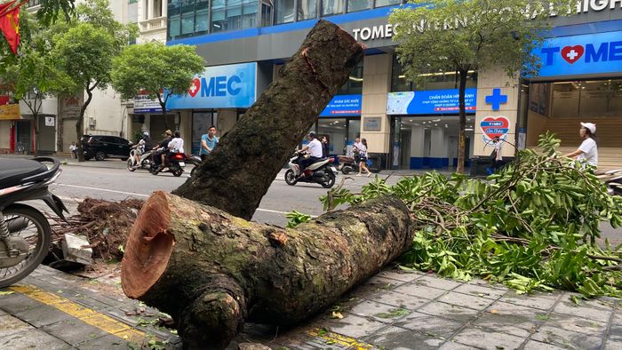  Cây xanh đổ gãy hàng loạt ở Hà Nội. Ảnh: VĂN PHÚC 