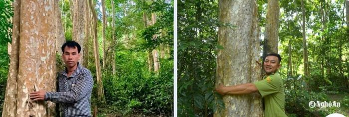 Anh Kha Văn Trang - Trưởng bản Nà Cọ, xã Bình Chuẩn và cán bộ kiểm lâm địa bàn tại cánh rừng săng lẻ. Ảnh: Văn Trường