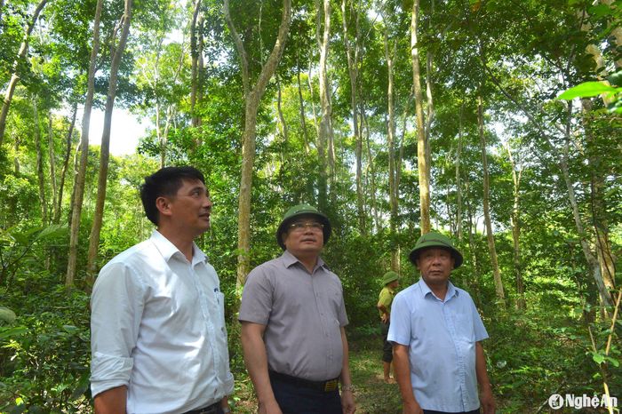 Đoàn công tác lãnh đạo tỉnh trong một chuyến thăm rừng săng lẻ bản Nà Cọ. Ảnh: Văn Trường