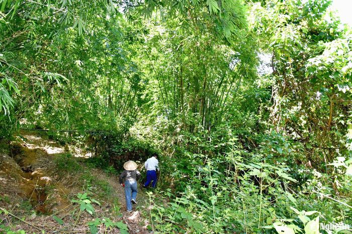 Các rừng lùng đều phân bố ở địa bàn xa, trên núi hoặc xung quanh vùng lòng hồ thủy điện. Vì vậy, để chăm sóc, bảo vệ cũng như khai thác cây lùng, người dân phải trèo đèo, lội suối, vượt thuyền qua vùng lòng hồ mới có thể tiếp cận vùng trồng, chăm sóc hoặc chặt từng cây mang về. Ảnh: H.T