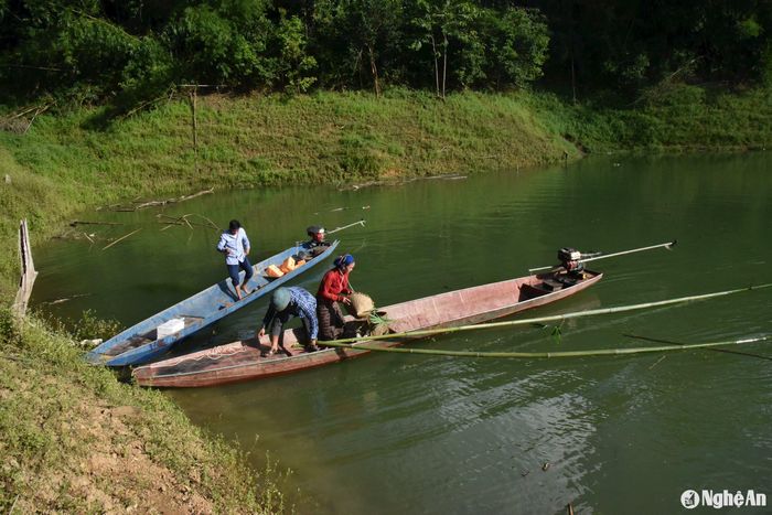 Người dân bản Mường Hinh, xã Đồng Văn vận chuyển lùng từ vùng lòng hồ thủy điện Hủa Na về nhà. Ảnh: H.T