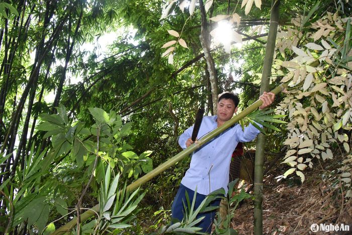 "Cây lùng là nguồn thu nhập chính của người dân nơi đây. Thời điểm khoảng 3 năm trước, cây lùng được thu mua với giá khoảng 12- 13 ngàn đồng/kg. Mỗi ngày có vài chuyến xe đến thu mua khoảng 3 tấn lùng. Trung bình mang lại thu nhập cho các hộ dân khoảng 30 - 40 triệu đồng. Song 2 năm nay, cây lùng không bán được, người dân không vào rừng khai thác nữa”, ông Lương Văn Thương - Phó Bí thư Đảng ủy xã cho biết. Ảnh: T.P