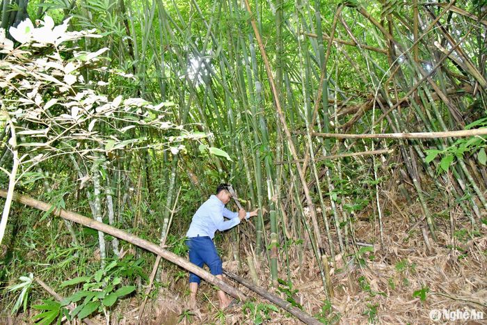 Tại 2 xã Thông Thụ, Đồng Văn cây lùng mọc ở các vùng núi cao, cách xa khu dân cư, có nơi trên 40 km giáp với tỉnh Thanh Hóa. Toàn xã Thông Thụ có khoảng 500 ha lùng đã được cấp Chứng chỉ rừng FSC. Theo ông Lương Ngọc Huân - Chủ tịch UBND xã, hiện nay, việc tiêu thụ lùng đang gặp khó khăn do hầu như không có doanh nghiệp thu mua. Chỉ có một vài thương lái thu mua với số lượng nhỏ lẻ. Ảnh: T.P
