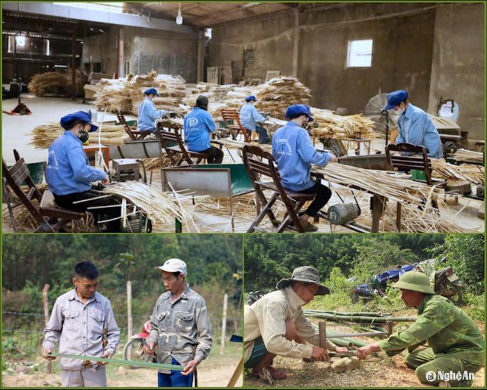 Lùng là cây nguyên liệu cho ngành tiểu thủ công nghiệp, thủ công mỹ nghệ, nguyên liệu giấy, hàng năm mang lại nguồn thu nhập đáng kể cho người dân vùng cao, với khoảng 3 - 4 triệu đồng/ha. Đặc biệt là những vùng rừng lùng đã được cấp Chứng chỉ FSC giúp minh bạch nguồn gốc nguyên liệu, tạo điều kiện xuất khẩu. Ảnh: T.P