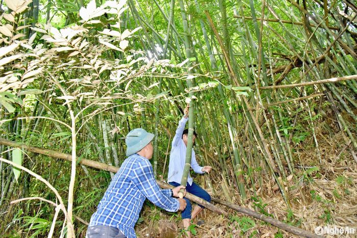 Xã Đồng Văn có hơn 330 ha lùng đã được cấp Chứng chỉ FSC, đã đến kỳ thu hoạch, song hiện nay đang ế ẩm. Ngoài khó tiêu thụ, nhiều vùng rừng lùng ở các xã Thông Thụ, Đồng Văn đang bị thoái hóa, cây gãy đổ do ảnh hưởng của thời tiết. Chu kỳ của cây lùng khoảng 6 - 10 năm ra hoa 1 lần. Năm nào cây ra hoa là lùng chết hàng loạt, cây khô vàng rồi chết. Trong ảnh: Công việc chặt lùng đòi hỏi người có sức khỏe dẻo dai và giàu kinh nghiệm đi rừng. Ảnh: H.T
