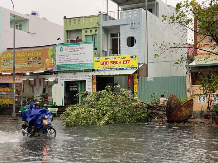  Cùng thời điểm, một cây xanh trồng trong chậu được đặt trước cơ sở thờ tự trên đường Lê Cơ (quận Bình Tân) cũng bị gió làm lật ngang. 