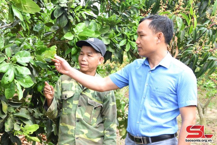 Cán bộ Hội Nông dân xã Nậm Lạnh, huyện Sốp Cộp, hướng dẫn hội viên phòng bệnh cho cây ăn quả.