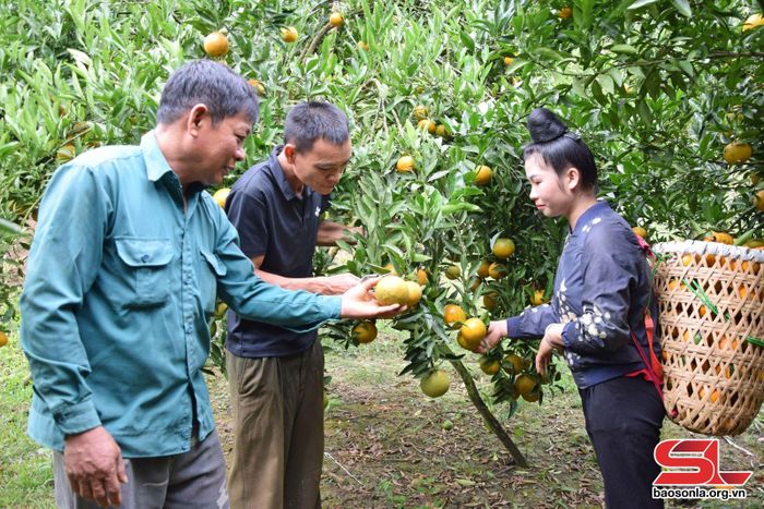 Mô hình trồng cam Nà Mòn của hội viên nông dân bản Nghè Vèn, xã Mường Và, huyện Sốp Cộp.